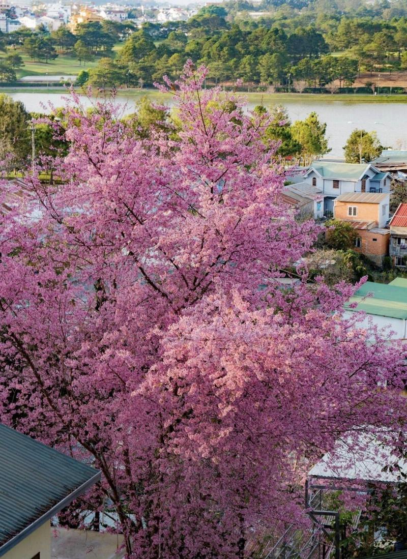 Phân biệt hoa anh đào Việt Nam (Mai Anh Đào) và hoa anh đào Nhật Bản qua đặc điểm cánh hoa và thân cây.